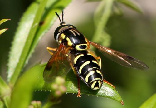 Réf. 337 133 : Chrysotoxum festivum